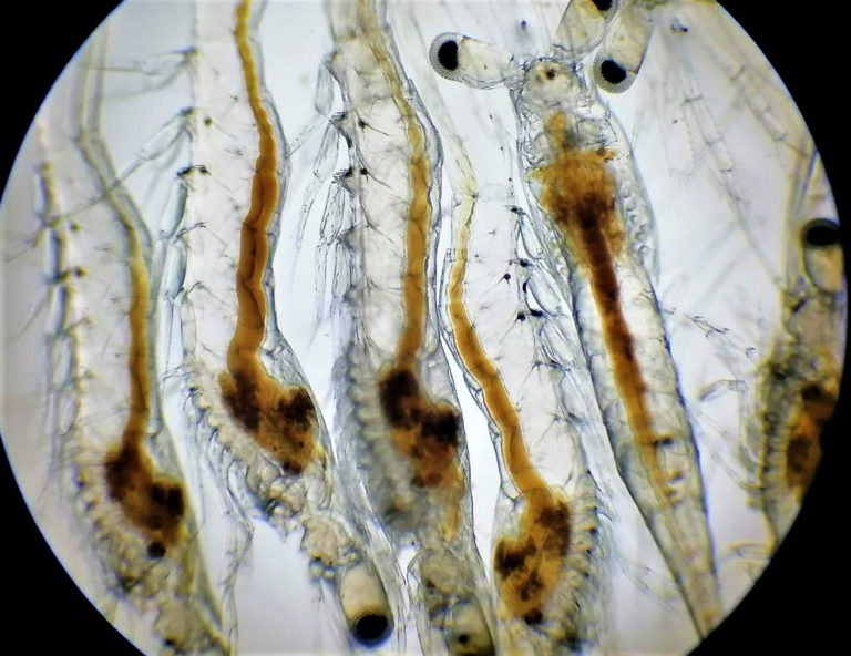 Article image for Vibrio metabólicamente activo en el tracto digestivo del camarón postlarval