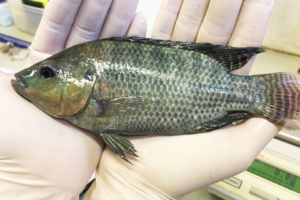 Effect of exogenous enzymes in plant-based diets on growth of Nile tilapia fingerlings