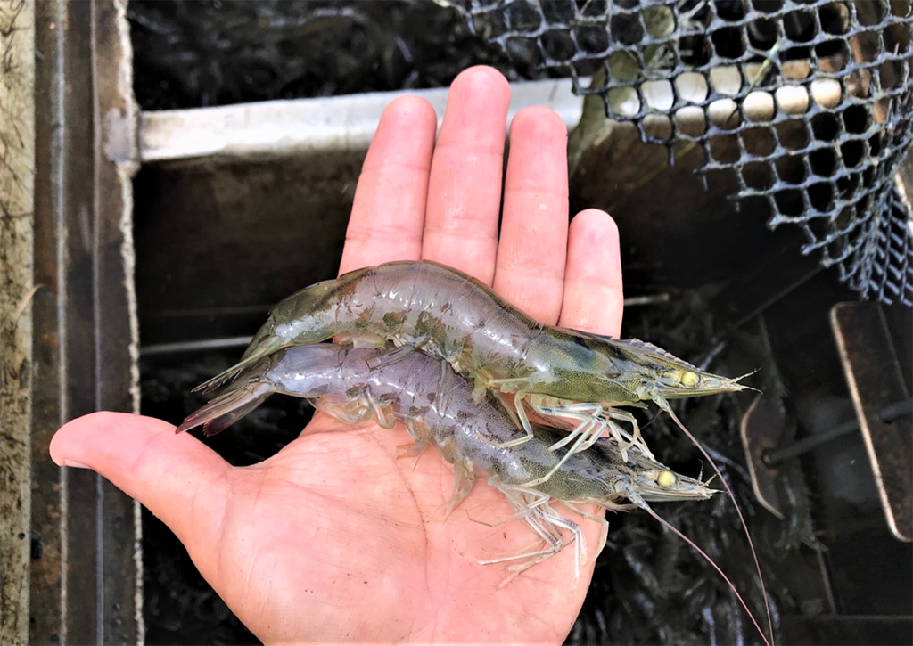 Article image for Response of Pacific white shrimp to various diets demand-fed with passive acoustic feeders