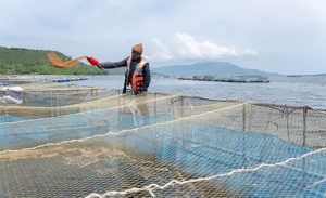 How resilient is aquaculture in the face of a pandemic?