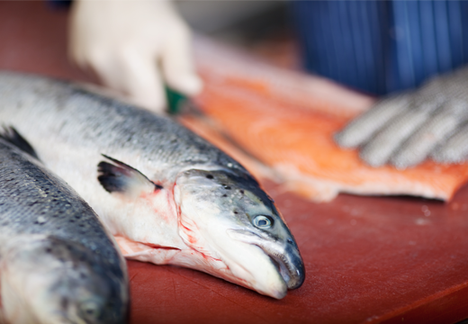 Featured image for As Animal-Welfare Advocates Spotlight Fish, GSA Reemphasizes its Longtime Commitment to Animal Health and Welfare