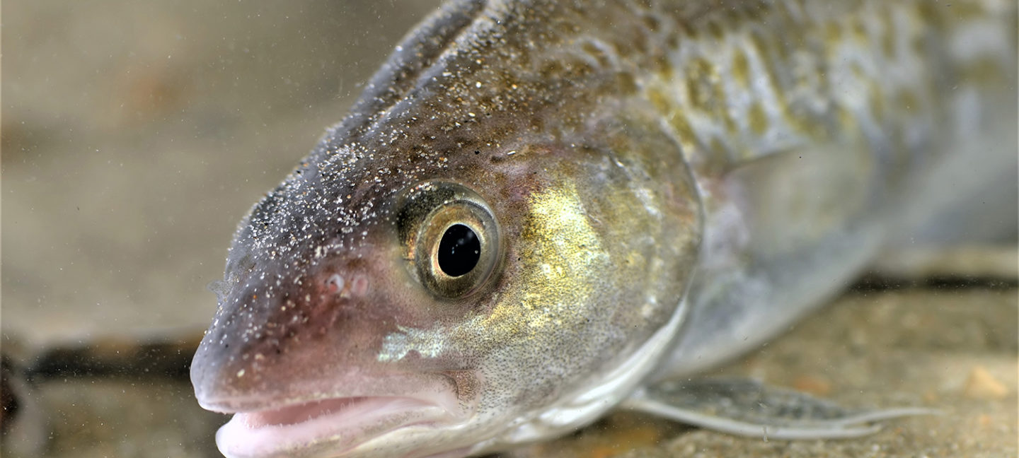 alimentación en días alternos