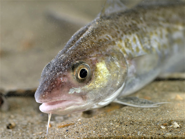 Article image for Efecto de la alimentación en días alternos sobre el crecimiento y la conversión alimenticia en el bacalao del Atlántico