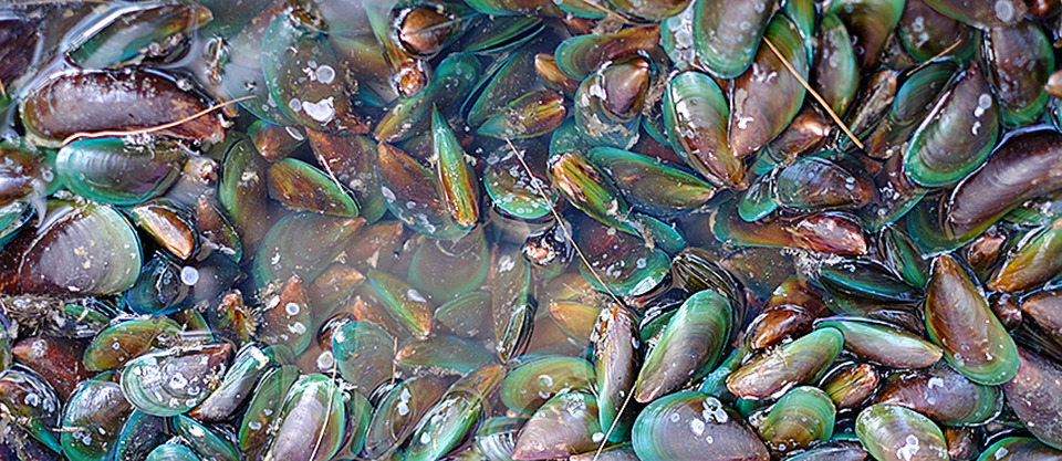 Article image for Organismos marinos sub-utilizados como posibles ingredientes de alimentos acuícolas