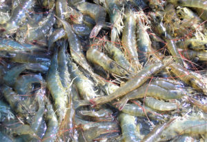 Effect of mannan oligosaccharides on microbiota, productivity of Pacific white shrimp in Ecuador