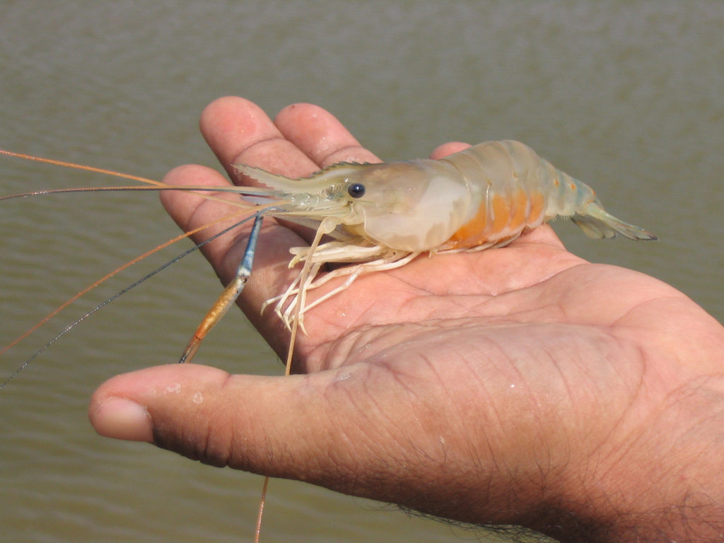 Article image for Genomics and feed teams take aim at improving freshwater prawn aquaculture