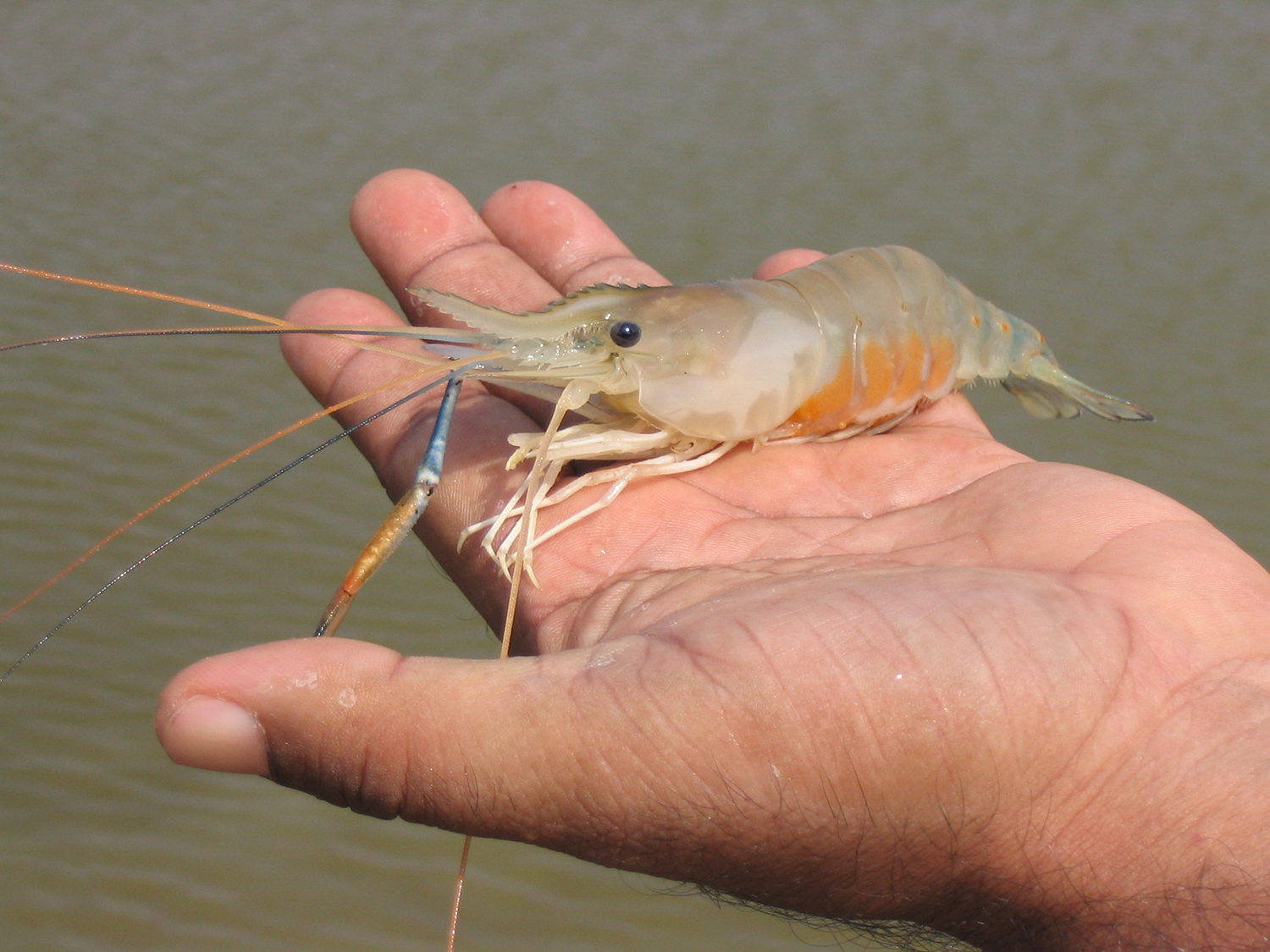 Genomics and feed teams take aim at improving freshwater prawn