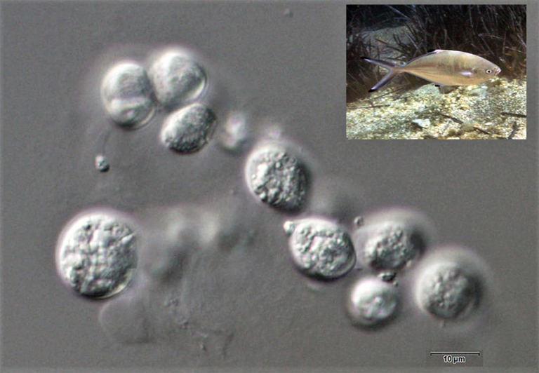 Article image for Effects of dietary supplementation with the marine microalgae Aurantiochytrium sp. on silver pompano