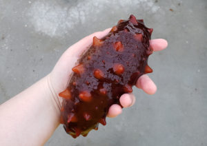 sea cucumbers