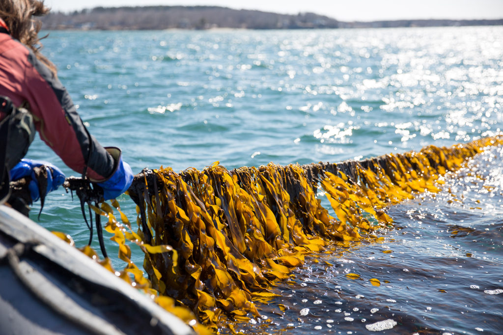 Article image for Kelp is the climate-friendly crop that could