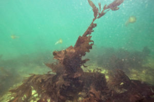 asian kelp