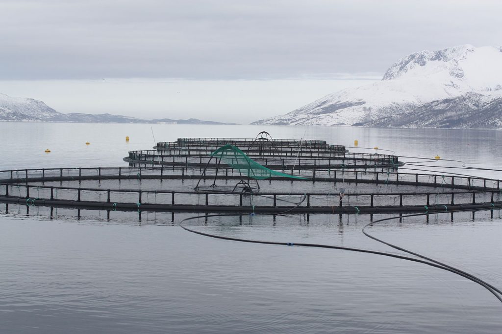 Article image for Precision aquaculture, part 1: Data and evidence-based management