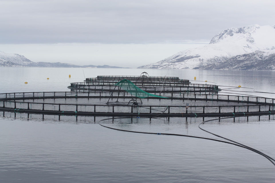 precision aquaculture