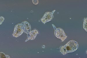 rotifers