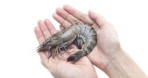 Black Tiger Shrimp in hands