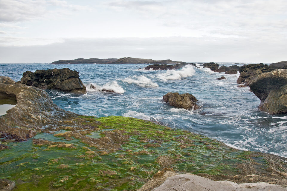 macroalgae