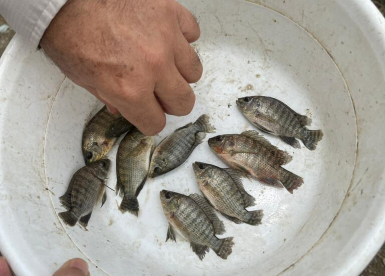 Article image for Emergy synthesis assessment of tilapia farming in biofloc systems
