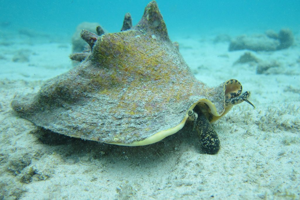 Article image for Aquaculture aids the restoration of iconic Caribbean shellfish queen conch