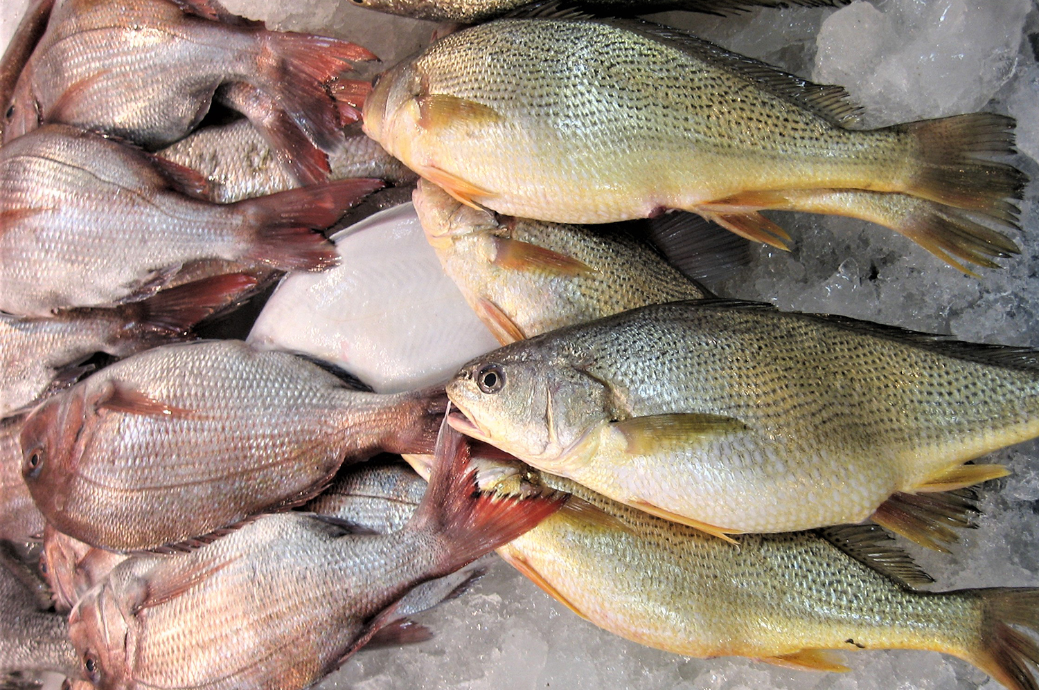 Opinión: la OIE, la Organización Mundial de Sanidad Animal, necesita el  aporte de la industria pesquera - Responsible Seafood Advocate