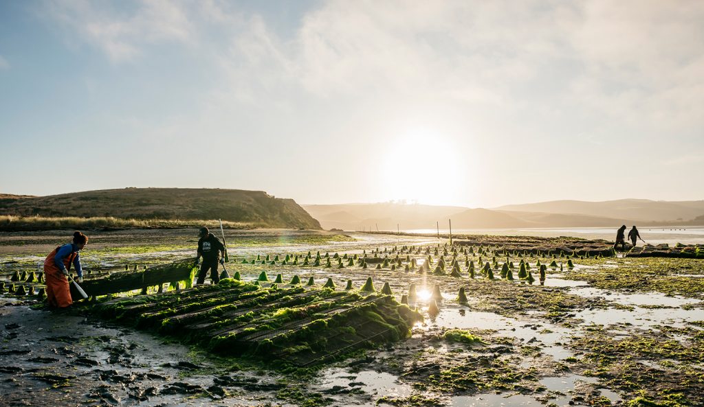 Article image for How a land-preservation easement saved a California oyster company