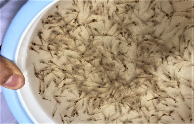 Article image for Growth and lipid profile responses of juvenile Pacific white shrimp in low salinity