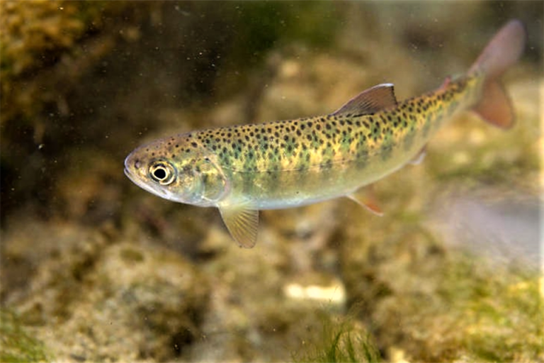 Article image for Effects of a commercial, phenol-rich fulvic acid as a water additive on rainbow trout