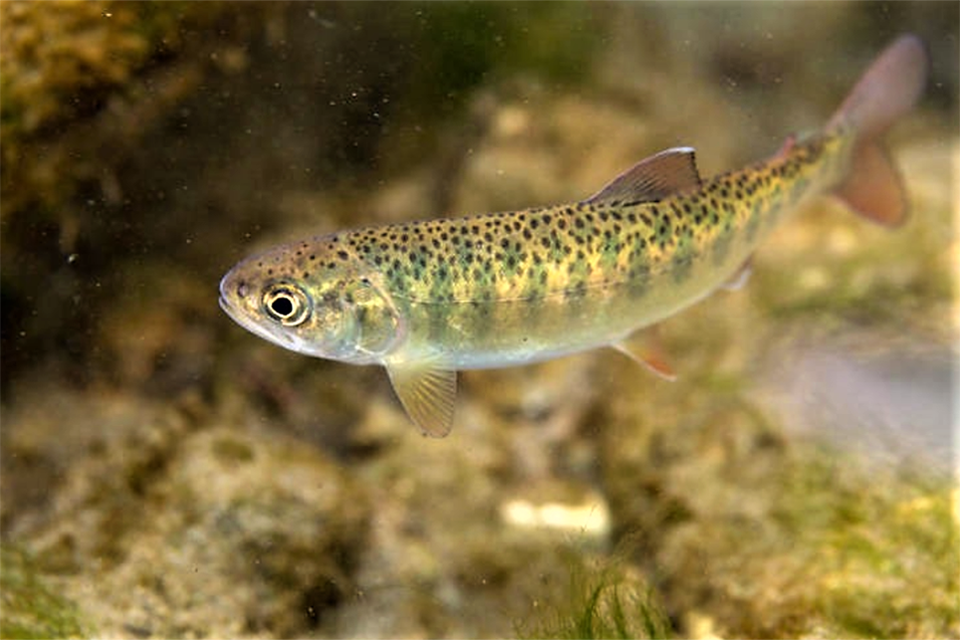 Effects of a commercial, phenol-rich fulvic acid as a water additive on rainbow  trout - Responsible Seafood Advocate