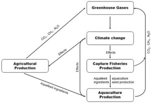 Fig. 1: Vías directas e indirectas a través de las cuales el cambio climático afectará la producción acuícola.