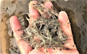 comunidad microbiana