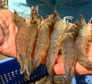 Genomic selection for resistance to White Spot Syndrome Virus in Pacific white shrimp