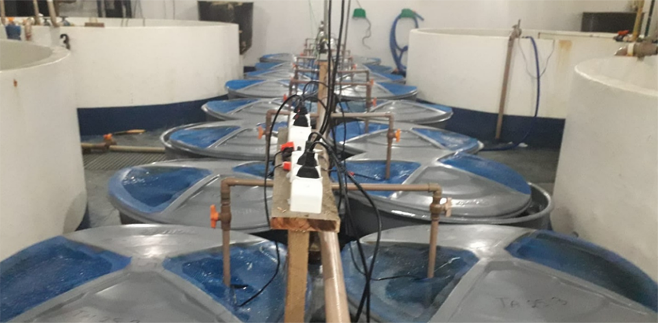 Experimental system consisting of fifteen 300-liter aerators using microperforated hoses