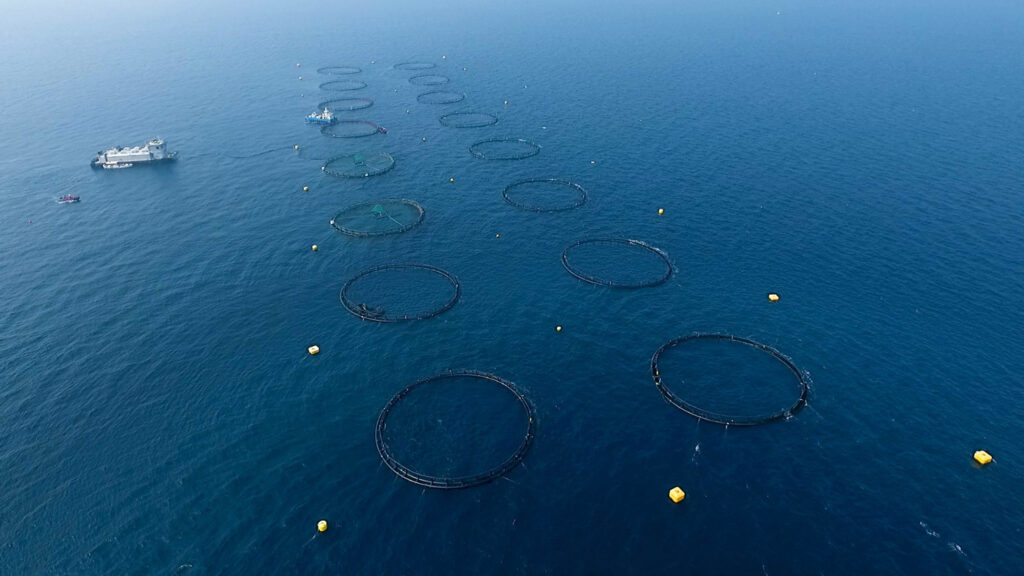 Article image for After first harvest, offshore aquaculture venture in Qatar sets fresh ambitions