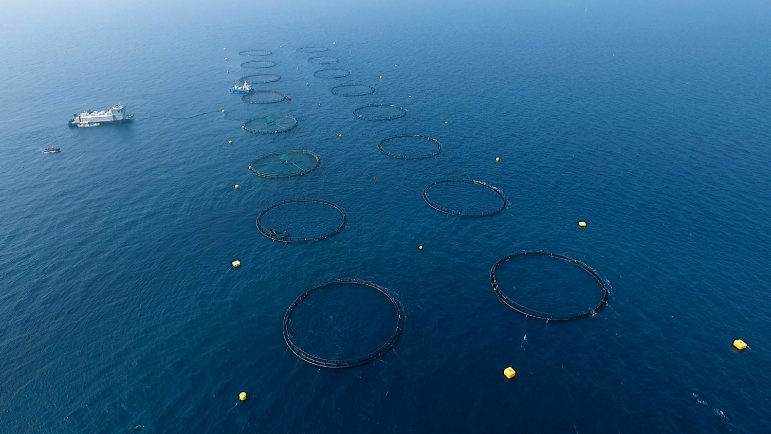 After first harvest, offshore aquaculture venture in Qatar sets fresh