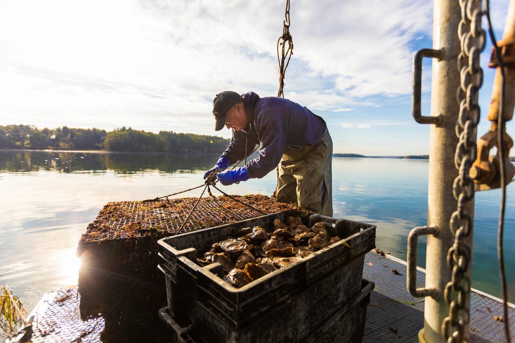 Article image for TNC: Restorative aquaculture can improve marine habitats, biodiversity