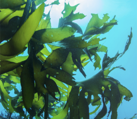 Article image for BioMar adopts microalgae into aquafeed, hits ‘major sustainability milestone’