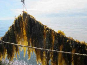 Pilot project cultivating kelp on shellfish leases demonstrates ‘extraordinary’ first year growth