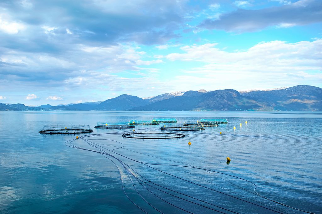Article image for Blockchain expands its aquaculture presence with shrimp and salmon