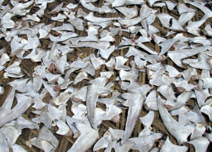 Bangladesh moves to protect threatened sharks and rays