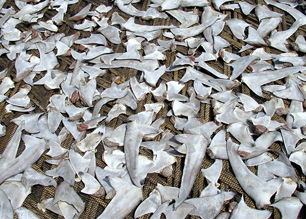 Article image for Bangladesh moves to protect threatened sharks and rays