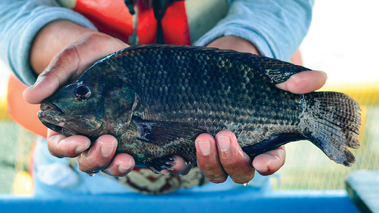 Featured image for Regal Springs Tilapia Is World’s First Tilapia Producer to Use Traceability Integrating Directly with BAP Certification Systems