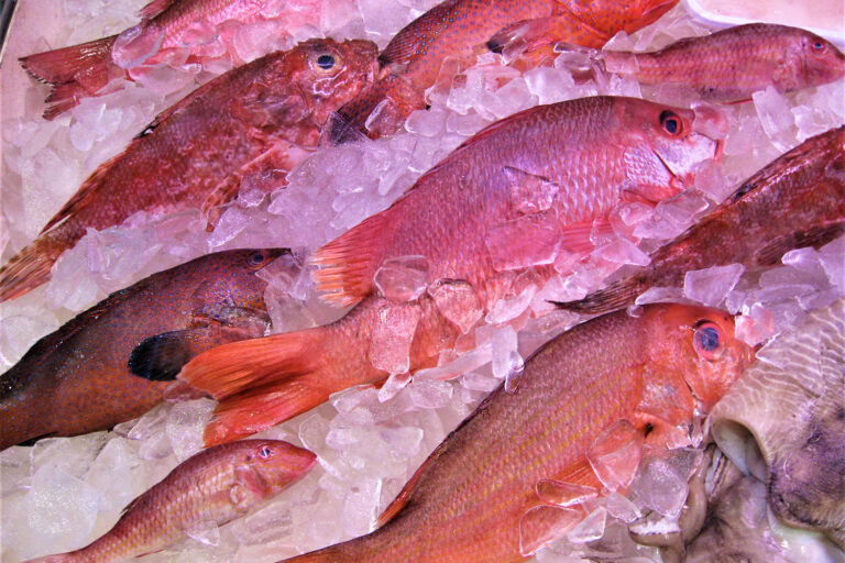 Article image for The importance of aquaculture as a source of edible animal protein
