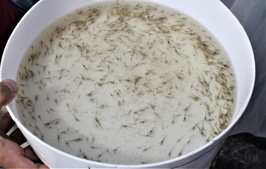 Article image for Evaluating the effects of dietary spray-dried animal plasma on Pacific white shrimp