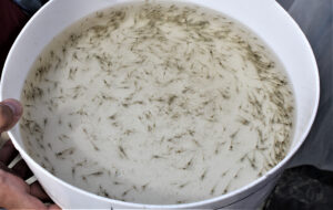 Evaluating the effects of dietary spray-dried animal plasma on Pacific white shrimp