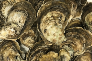 Joint initiative to replenish oyster population in Baltimore Harbor