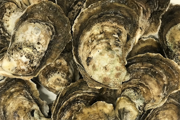 Article image for Joint initiative to replenish oyster population in Baltimore Harbor