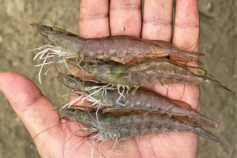 Article image for Evaluating Pacific white shrimp strains for variability in quality, nutritional composition