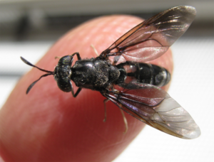 black soldier fly larvae meal
