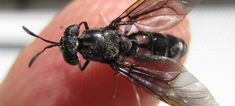 black soldier fly larvae meal