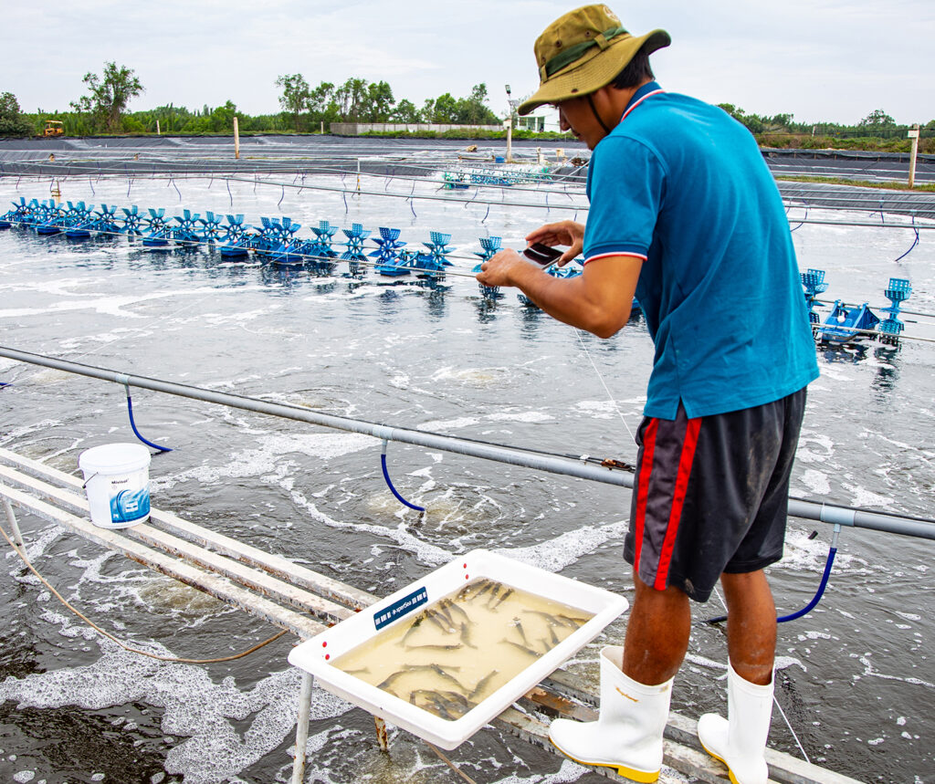 Article image for Investors see a flurry of activity putting aquaculture on fast-forward