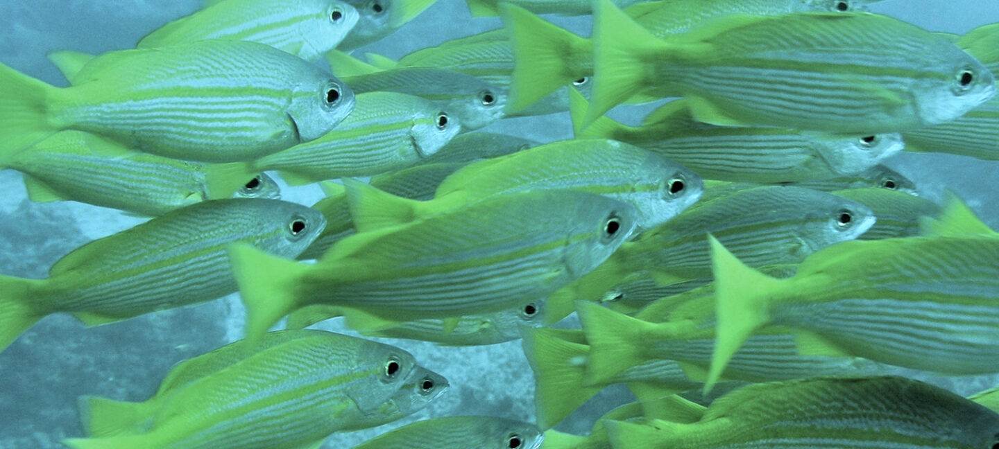 data-deficient fisheries